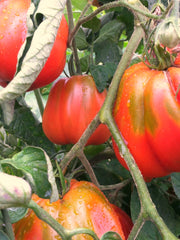 Load image into Gallery viewer, Tomato, &#39;Cuor di Bue Albenga&#39;
