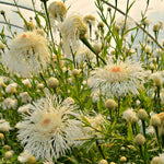 Load image into Gallery viewer, Basket Flower, &#39;Aloha Blanca&#39;
