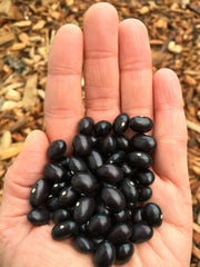 Load image into Gallery viewer, Bean, Pole Dry, &#39;Tolosa&#39;
