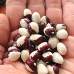 Load image into Gallery viewer, Bean, Pole Dry, &#39;Annie Jackson&#39;
