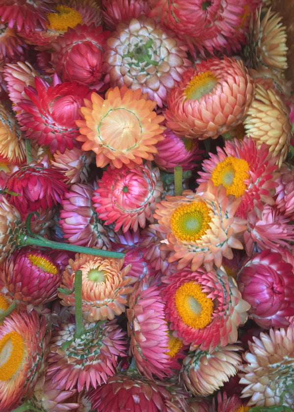 Strawflower, 'Apricot Peach Mix'