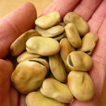 Load image into Gallery viewer, Fava, &#39;Aquadulce&#39;
