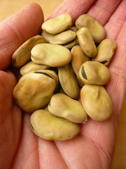 Load image into Gallery viewer, Fava, &#39;Aquadulce&#39;
