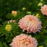 Load image into Gallery viewer, Aster, China, &#39;Tower Chamois&#39;
