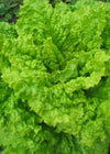 Lettuce, 'Australian Yellowleaf'