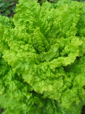 Lettuce, 'Australian Yellowleaf'