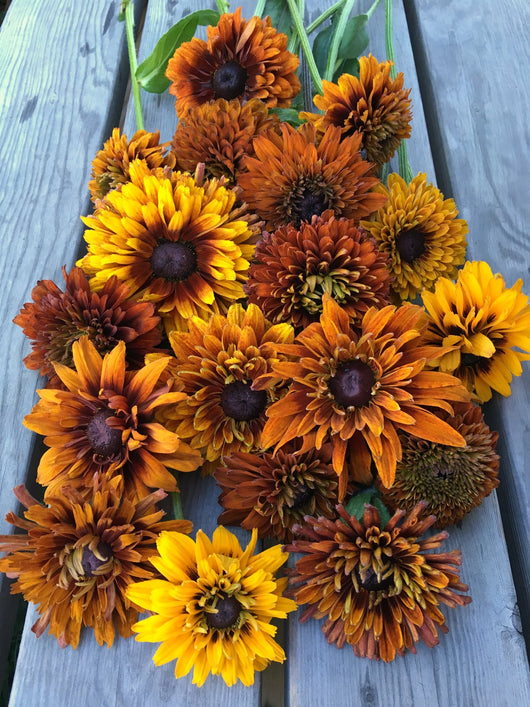 Rudbeckia, 'Autumn Sunset'