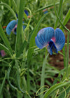 Sweet Pea Sp., 'Azureus'