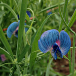 Load image into Gallery viewer, Sweet Pea Sp., &#39;Azureus&#39;
