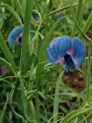 Load image into Gallery viewer, Sweet Pea Sp., &#39;Azureus&#39;

