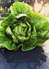 Lettuce, 'Barnwood Gem'