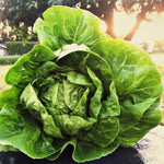 Load image into Gallery viewer, Lettuce, &#39;Barnwood Gem&#39;
