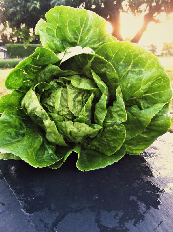 Lettuce, 'Barnwood Gem'