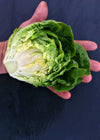 Lettuce, 'Barnwood Gem'