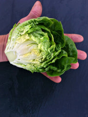 Load image into Gallery viewer, Lettuce, &#39;Barnwood Gem&#39;
