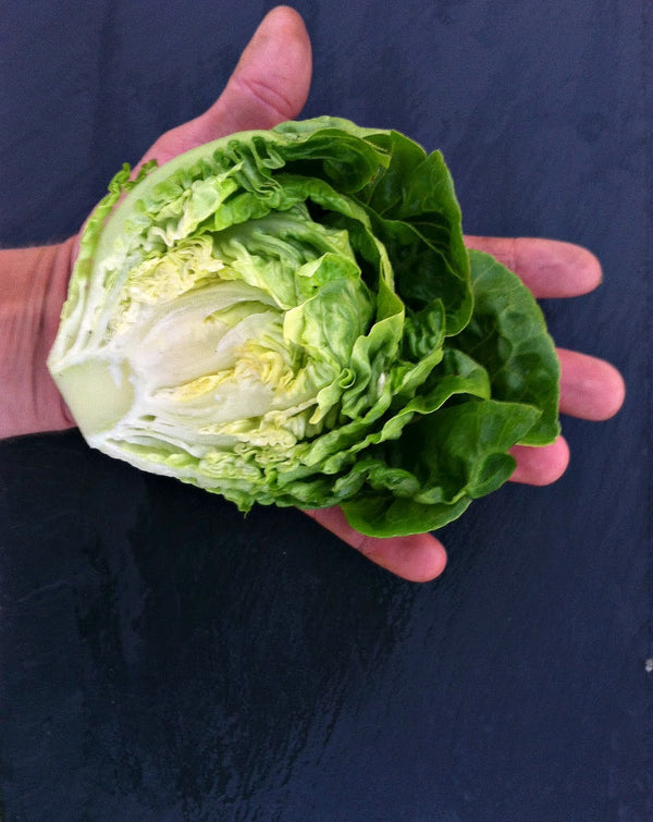 Lettuce, 'Barnwood Gem'