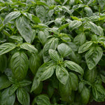 Load image into Gallery viewer, Basil, &#39;Italian Large Leaf&#39;
