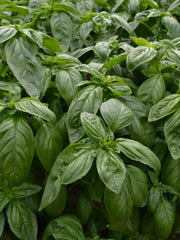 Load image into Gallery viewer, Basil, &#39;Italian Large Leaf&#39;
