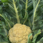 Load image into Gallery viewer, Cauliflower, &#39;Broccolo di Bassano (il Bonorivo)&#39;
