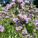 Load image into Gallery viewer, Phacelia, &#39;Bee&#39;s Friend&#39;
