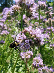 Load image into Gallery viewer, Phacelia, &#39;Bee&#39;s Friend&#39;
