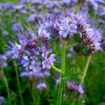 Load image into Gallery viewer, Phacelia, &#39;Bee&#39;s Friend&#39;

