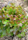 Lettuce, 'Bijella'