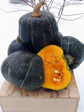 Winter Squash, 'Bitterroot Buttercup'