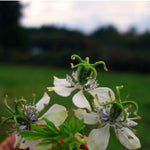 Load image into Gallery viewer, Nigella, &#39;Black Cumin&#39;
