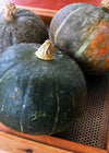 Winter Squash, 'Black Forest Kabocha'