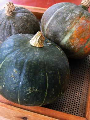 Winter Squash, 'Black Forest Kabocha'