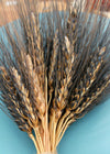 Wheat, 'Black Eagle'