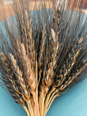 Load image into Gallery viewer, Wheat, &#39;Black Eagle&#39;
