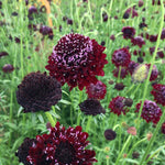 Load image into Gallery viewer, Scabiosa, &#39;Black Knight&#39;
