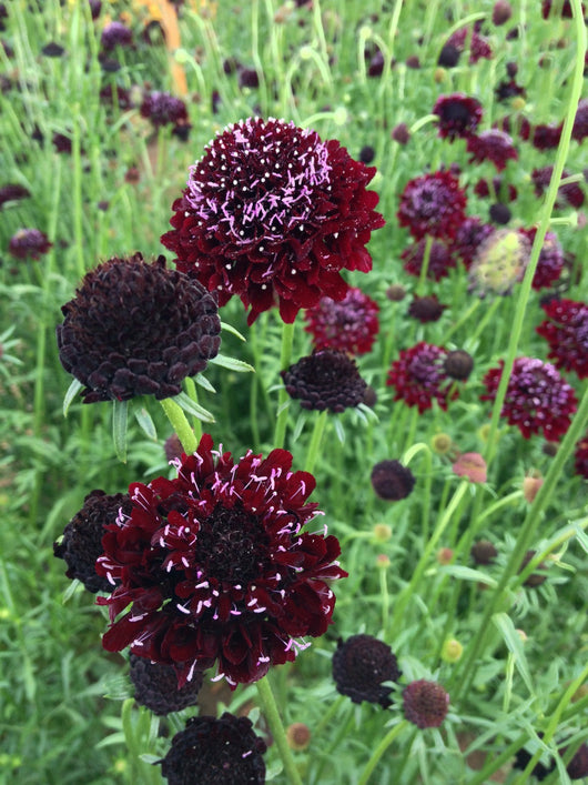 Scabiosa, 'Black Knight'