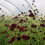 Load image into Gallery viewer, Scabiosa, &#39;Black Knight&#39;
