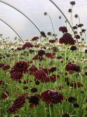 Load image into Gallery viewer, Scabiosa, &#39;Black Knight&#39;
