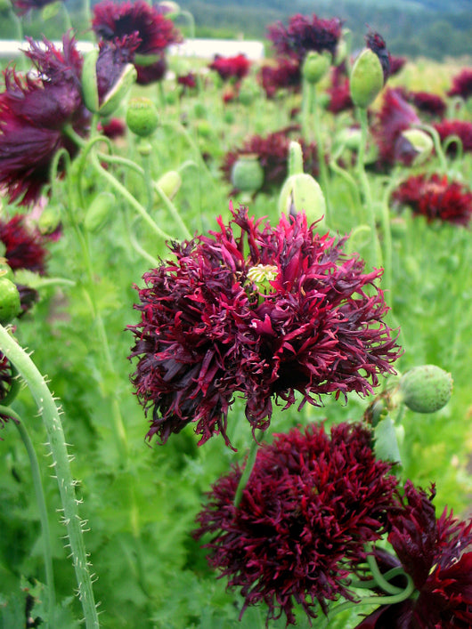 Poppy, Peony, 'Black Swan'