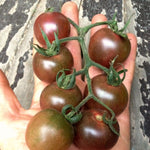 Load image into Gallery viewer, Tomato, &#39;Black Cherry&#39;
