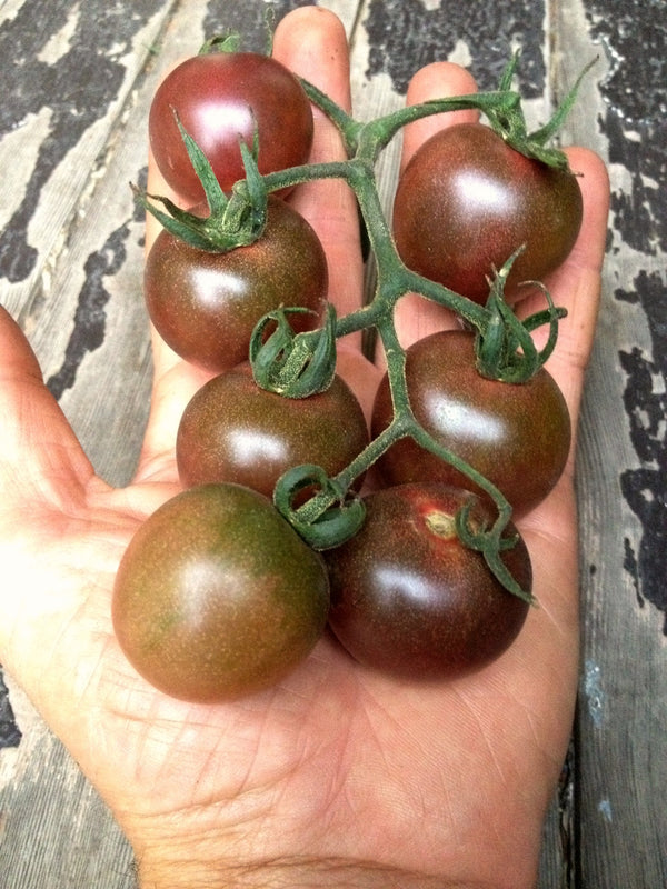 Tomato, 'Black Cherry'