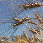 Load image into Gallery viewer, Wheat, &#39;Black Eagle&#39;
