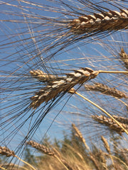 Load image into Gallery viewer, Wheat, &#39;Black Eagle&#39;
