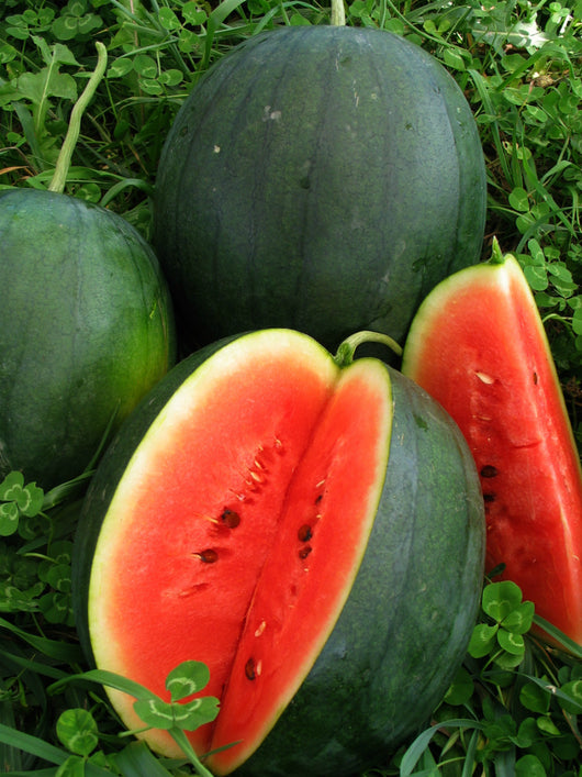 Watermelon, 'Blacktail Mountain'
