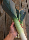 Leek, 'Blaugruner Avano'