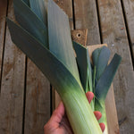 Load image into Gallery viewer, Leek, &#39;Blaugruner Avano&#39;
