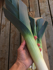 Load image into Gallery viewer, Leek, &#39;Blaugruner Avano&#39;
