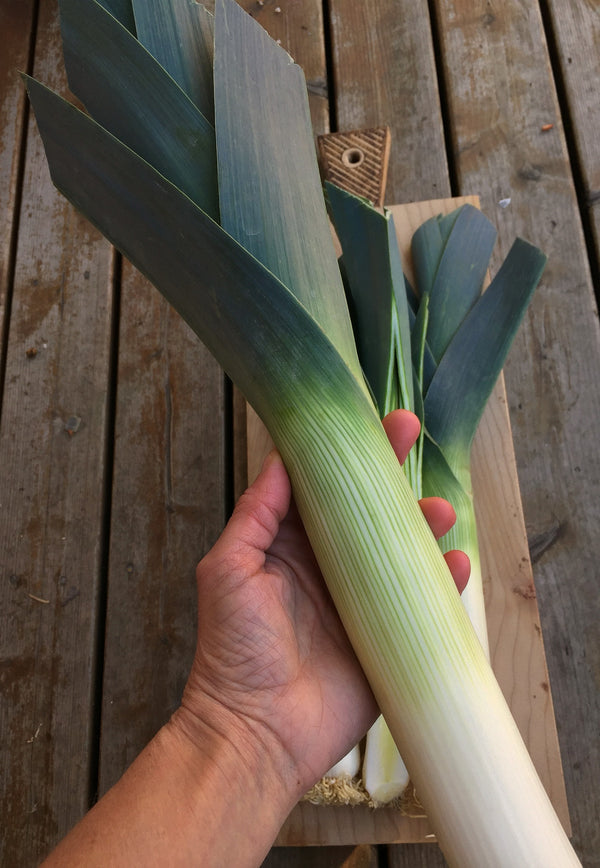 Leek, 'Blaugruner Avano'