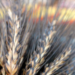 Load image into Gallery viewer, Wheat, &#39;Black Eagle&#39;
