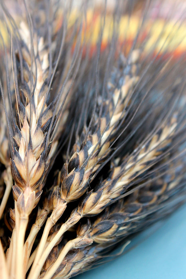 Wheat, 'Black Eagle'