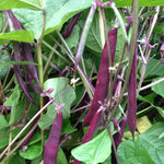 Load image into Gallery viewer, Bean, Bush Snap, &#39;Blooming Prairie&#39;
